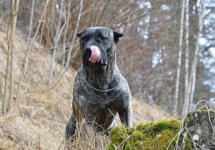 多哥·卡纳里奥!照片