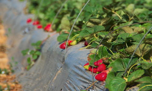 在农场里种草莓在模糊的绿色背景上的新鲜制作的草莓种幸福的女人佃户