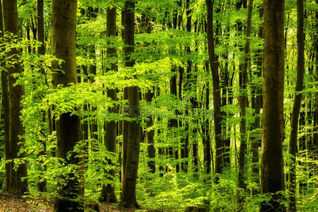 森林里清新的绿色