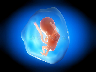 四个月孕妇胎儿图片