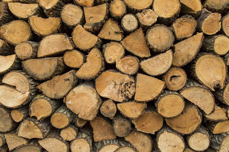 堆放成堆的木桩准备过冬