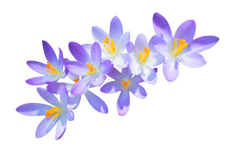 紫丁香春藏红花