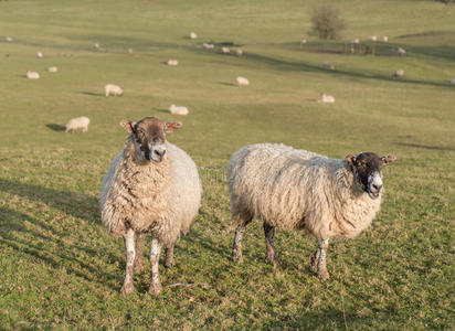 山上农场的羊群图片