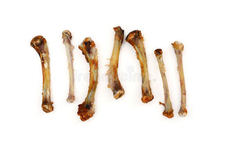 腿部前部的骨头男人的大腿肌的解剖关节骨与股骨头在白色背景下显示人