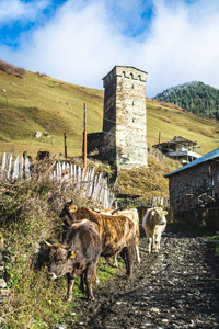 在山村放牧奶牛