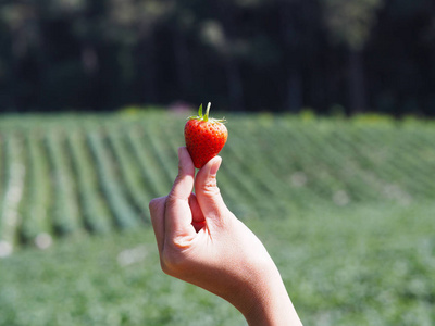 在阳光明媚的日子里，用手紧握红色草莓在模糊的绿色农场背景上。
