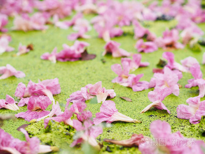 用公园里绿色的小植物把粉红色的喇叭花落在水面上. 自然背景.