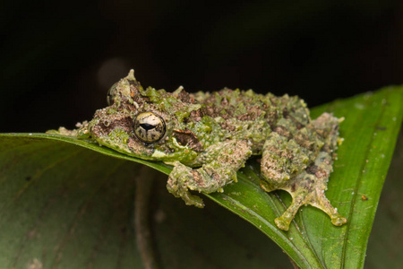 苔藓树蛙的宏观图像夜蛾。 沙巴婆罗洲。 晚上拍的可爱的苔藓树蛙