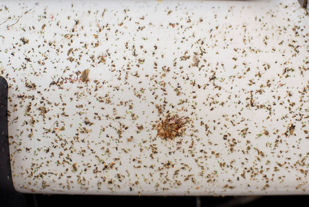 这辆车是白色的. 保险杠上的蚊子. 杀死昆虫. 白色背景上没有生命 ..