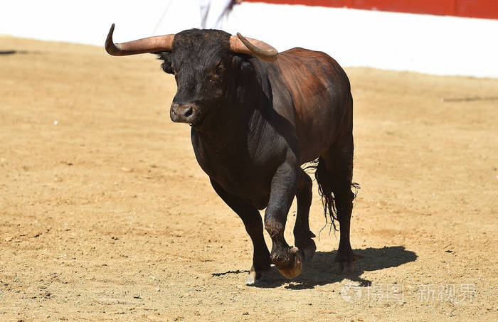 西班牙公牛有大角照片-正版商用图片1823xm-摄图新视界