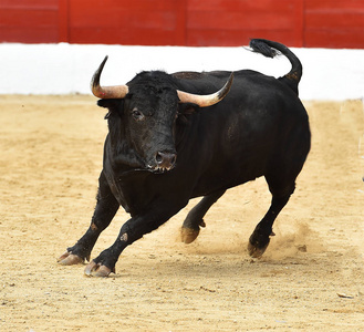 西班牙公牛有大角