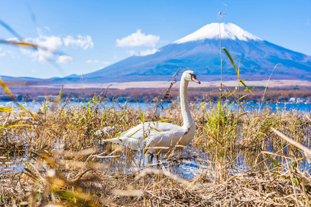 美丽的风景富士山与白天鹅围绕日本山子湖