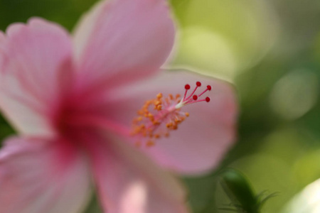 花心皮自然软焦点特写模糊背景花粉芙蓉粉白花。