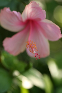 花心皮自然软焦点特写模糊背景花粉芙蓉粉白花。