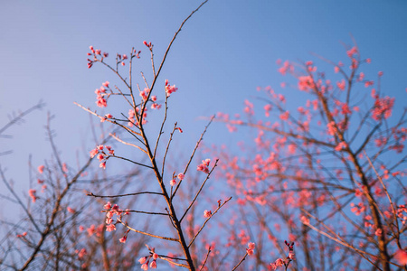 春天开着粉红色的花，美丽的大自然