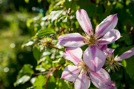 花卉质感。阳光明媚的粉红色白色铁线莲花和一个花蕾在模糊的绿色背景在一个阳光明媚的夏日。夏季园林概念. 攀岩植物