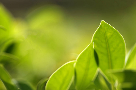 自然绿色植物景观，以此为背景或壁纸，在阳光下夏季花园中的绿叶景观