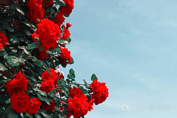 玫瑰盛开的季节性风景