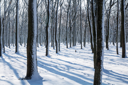 橡树的树干冬天,白雪皑皑的橡树林,有小径. 有绿色和棕色树干的树照片