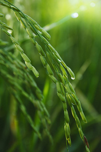 关闭绿色稻田稻田。 大米是亚洲流行的主食和主要的饮食能源。
