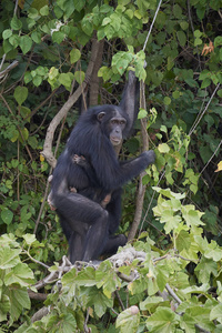 冈比亚狒狒自然栖息地的黑猩猩