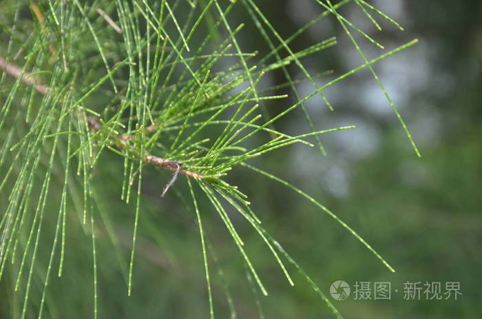 一棵针叶树的枝干的近缘背景,绿色模糊的背景上有长而细的软针