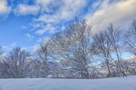 美丽的冬景与冬林下的雪，粉雪在日本北海道的一条路上