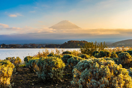 日本大林Yamanashi日落时秋季湖泊周围有枫叶树的富士山美景