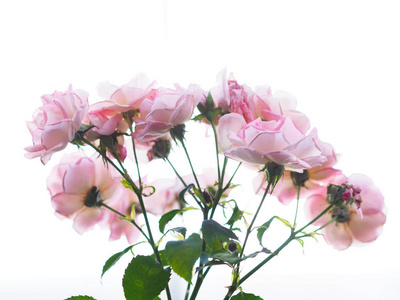 在白色背景上关闭粉红色玫瑰。情人节的花束。
