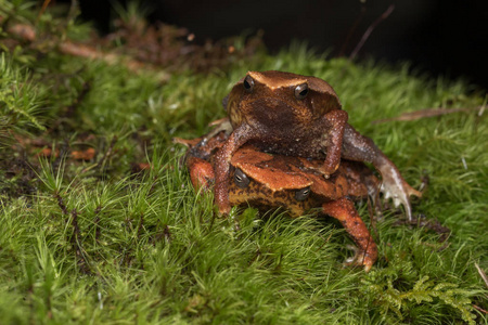 婆罗洲沙巴美丽的基纳巴鲁粘性蛙