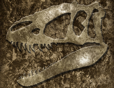 岩石中的暴龙骷髅照片