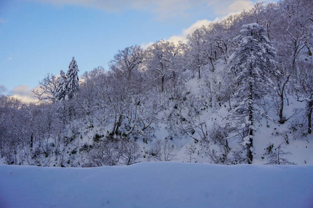 美丽的冬季景观与冬季森林下的雪粉雪在北海道日本的一条道路上