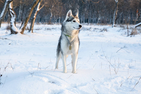 哈士奇狗在雪地冬季公园玩耍