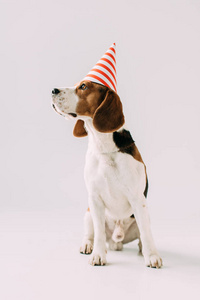 可爱的小猎犬坐在灰色背景的派对帽上