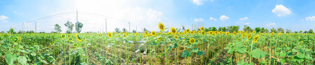 阳光日向日葵蓝天360全景