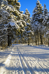 滑雪在野生松林中跑步