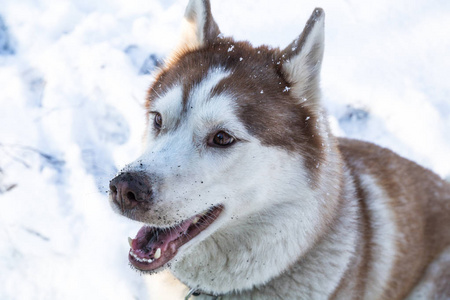 在白雪皑皑的冬季公园里，一只蓝眼睛的哈士奇狗