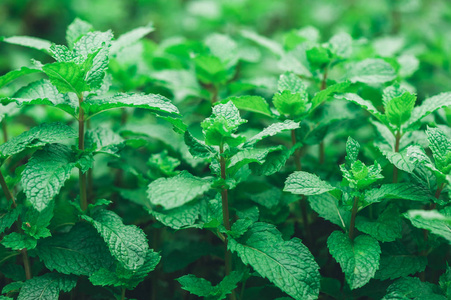 种在菜园里的绿色薄荷植物