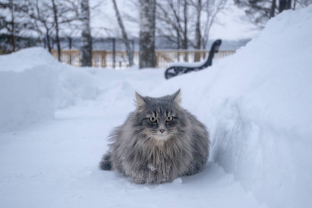 雪上灰冬猫