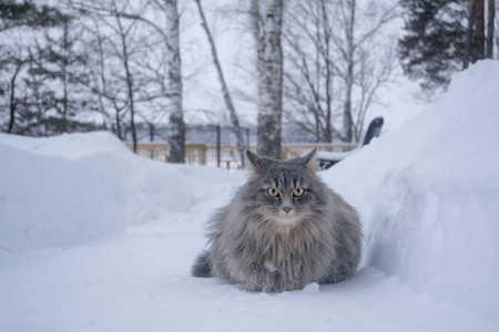 雪上灰冬猫