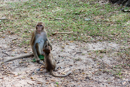猴子与婴儿坐在大自然中的动物和野生动物的概念