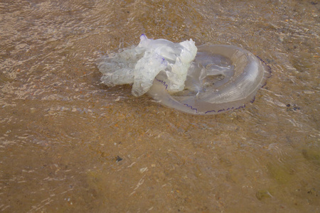 有毒水母有毒的水母躺在沙滩上. 水母扔到岸上.照片