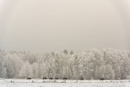 一群欧洲野牛在国家公园里，在冬天，在一个开放的雪地上，背景是波兰的桦树。