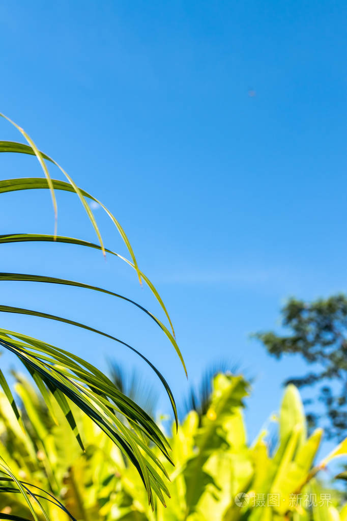 蓝色明亮的热带天空背景.晴天.巴厘岛, 印度尼西亚