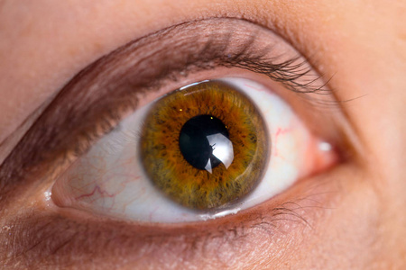 棕色眼图片
