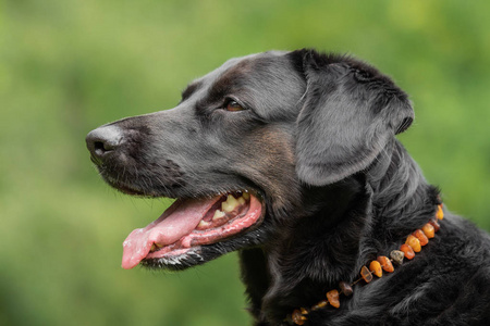 一只黑色拉布拉多猎犬在草地上