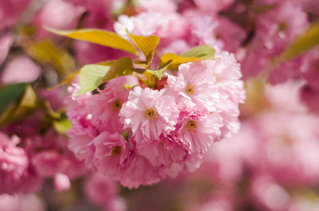 嫩的樱花花在春天盛开。 乌日戈罗德乌克兰粉红春樱花的自然美。 摘要樱花背景。