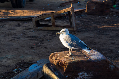 海鸥在早晨温暖的阳光下站在石头上的轮廓。 在周围和背景中乱来。 埃萨乌拉摩洛哥港。