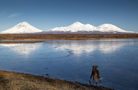 无名的湖火山和好奇的狗。