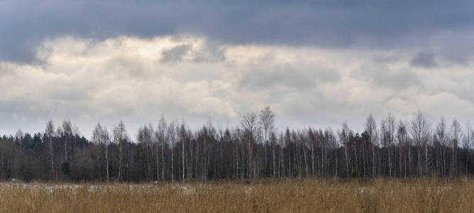 波兰国家公园里冬天有黑雪云的桦树。